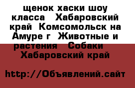 щенок хаски шоу класса - Хабаровский край, Комсомольск-на-Амуре г. Животные и растения » Собаки   . Хабаровский край